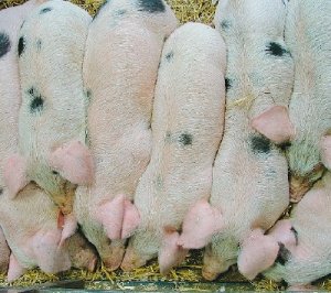 NZPork lodges appeal