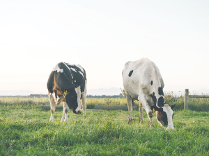 The health and efficiency of the rumen directly impacts how well the cow performs through the challenges of mating and reproductions.