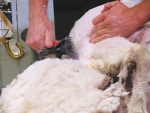 Strong wool prices have slumped 40% since the 1990s.