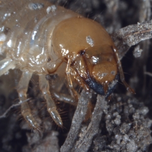 Grass grubs are attracted to plants by odour.