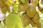 Grower calls meeting over Zespri grievances