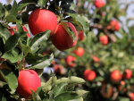 Apple and stonefruit industry members are remaining optimistic, despite little communication from MPI.