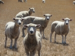 North Canterbury farmers are still feeling the impacts of drought.