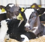 Rearing heifers minus drenching