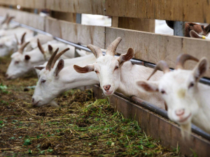 A truck driver has been fined for mishandling goats while transporting them to a meat processing plant.