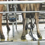 Use water wisely in the milking shed.
