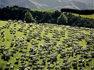 This nationwide New Zealand Ewe Hogget Competition is now in its 20th year and entries are welcomed.