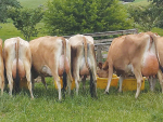 Breed decisions crucially affect mating results