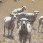 Open day for Northland College Farm