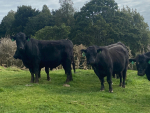 Angus bulls which will be on sale at the BullsEye Sale east of Huntly on 23 September.