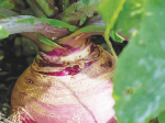 Turnips can help bridge a summer feed gap