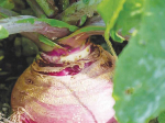 Turnips can help bridge a summer feed gap