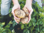 Potatoes New Zealand Marks Milestone as Sector Faces Rising Pressure