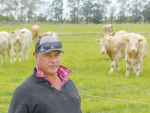 Brent Fisher with beet-fed 18 month Charolais steers on his Silverstream property at Greenpark.
