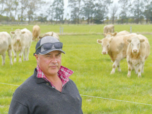 Brent Fisher with beet-fed 18 month Charolais steers on his Silverstream property at Greenpark. 