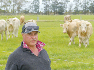 Brent Fisher with beet-fed 18 month Charolais steers on his Silverstream property at Greenpark. 