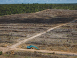 Greenpeace has released photos like this claiming deforestation is taking place in Indonesia by Fonterra’s PKE supplier Wilmar. However, the dairy co-op cannot answer if this is the case or not and says it will have to ‘check’.