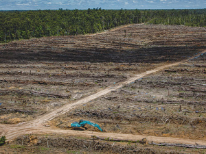 Greenpeace has released photos like this claiming deforestation is taking place in Indonesia by Fonterra’s PKE supplier Wilmar. However, the dairy co-op cannot answer if this is the case or not and says it will have to ‘check’.