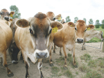 Very good records on cattle movements helped MPI tackle Mycoplasma bovis.