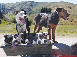 Farmers are advised to check with their vets that their dogs&#039; vaccinations include kennel cough.