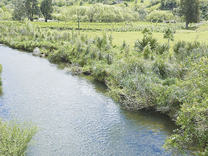 A planting project in the Waikato came to an end recently.