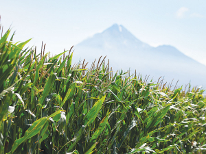 Maize growers are urged to soil test to determine the right amount of fertiliser to apply to their crops.