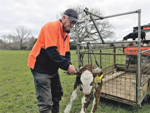 Peter Maxwell manages his bull stud in central Auckland.