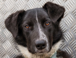 Meet Wally, the Border Collie Who Works at Greywacke
