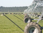 Irrigating farmers coping well with El Nino