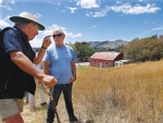 Mount Beautiful vineyard manager Finn Grieve, right, talks to farmer John Mason about the Chilean needle grass behind him.