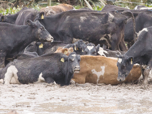 Cows in a muddy paddock in Southland last year. Photo: Angus Robson.
