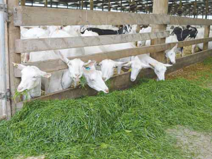 Pasture is the main source of feed for goats.