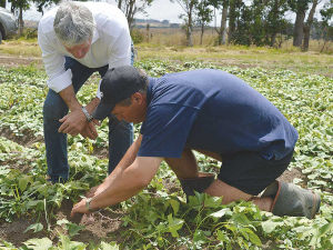 Agriculture Minister Damien O’Connor visiting Andre De Bruin’s kumara farm in Dargaville earlier this month.