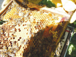Many beekeepers are strongly opposing ApiCulture NZ's proposed commodity levy.