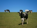Dairy prices lifted 2.1% at Fonterra's GlobalDairyTrade auction last night.