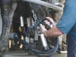 Dairy Australia is urging farmers to spend more money and time in AI and genetics.