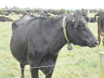 Lincoln University Dairy Farm is expanding research to include variable milking frequency, moving the forage base to include plantain, and replacement rate reduction.