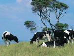 A new test for Johne's disease is said to be more rapid and sensitive in detecting the infectious agent in Johne's disease.