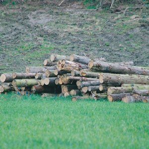 Compulsory log levy proposal from NZFOA