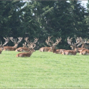 Great season for velvet producers