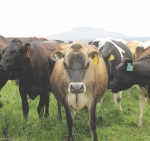 Genetic disorders found further afield