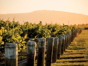 Waipara Hills