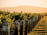 Waipara Hills