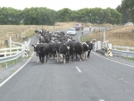 Thousands of sharemilkers will be on the move with their stock and equipment on June 1.