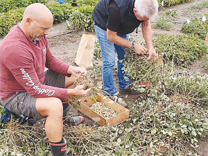 Peanuts recently being picked in Northland.