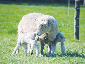 Massey research turns-up top lambing tips