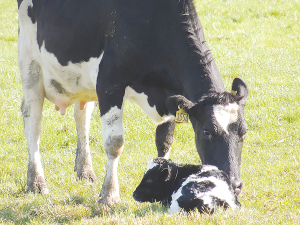 Early Calf Nutrition Linked To Better Growth And Future Milk Production