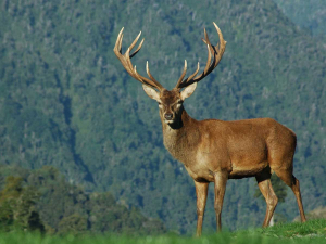 Deer hunters want to be able to hunt once the country leaves Level 4 Alert.