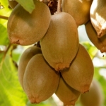 Kiwifruit merger back on table