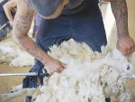 Furniture company out to help lift wool prices